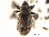  ( - CNC COLEO 00153405)  @11 [ ] CreativeCommons - Attribution (2012) CNC/CBG Photography Group Centre for Biodiversity Genomics