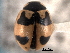  (Coccinella hieroglyphica - CNC COLEO 00154089)  @13 [ ] CreativeCommons - Attribution (2012) CNC/CBG Photography Group Centre for Biodiversity Genomics