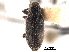  (Microlarinus lareynii - CNC COLEO 00153770)  @11 [ ] CreativeCommons - Attribution (2012) CNC/CBG Photography Group Centre for Biodiversity Genomics