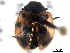  (Coccinella undecimpunctata - CNC COLEO 00154251)  @15 [ ] CreativeCommons - Attribution (2012) CNC/CBG Photography Group Centre for Biodiversity Genomics