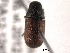  (Dendroctonus rufipennis - CNC COLEO 00154730)  @14 [ ] CreativeCommons - Attribution (2012) CNC/CBG Photography Group Centre for Biodiversity Genomics