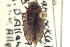  (Lara avara amplipennis - CNC COLEO 00159517)  @13 [ ] CreativeCommons - Attribution (2012) CNC/CBG Photography Group Centre for Biodiversity Genomics