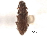  (Monotoma testacea - CNC COLEO 00159756)  @14 [ ] CreativeCommons - Attribution (2012) CNC/CBG Photography Group Centre for Biodiversity Genomics