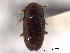  (Cerylonidae - CNC COLEO 00160046)  @15 [ ] CreativeCommons - Attribution (2012) CNC/CBG Photography Group Centre for Biodiversity Genomics
