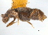  (Rhexius - CNC COLEO 00162709)  @11 [ ] CreativeCommons - Attribution (2013) CNC/CBG Photography Group Centre for Biodiversity Genomics