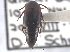  (Tachinus semirufus - CNC COLEO 00250147)  @14 [ ] CreativeCommons - Attribution (2013) CNC/CBG Photography Group Centre for Biodiversity Genomics