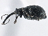  (Coelocephalapion antennatum - CNC COLEO 00160875)  @14 [ ] CreativeCommons - Attribution (2013) CBG Photography Group Centre for Biodiversity Genomics