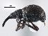  (Coelocephalapion eriogoni - CNC COLEO 00160882)  @11 [ ] CreativeCommons - Attribution (2013) CBG Photography Group Centre for Biodiversity Genomics