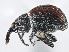 (Coelocephalapion erythropterum - CNC COLEO 00160886)  @11 [ ] CreativeCommons - Attribution (2013) CBG Photography Group Centre for Biodiversity Genomics