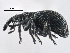  (Coelocephalapion fibulipes - CNC COLEO 00160888)  @14 [ ] CreativeCommons - Attribution (2013) CBG Photography Group Centre for Biodiversity Genomics