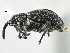  (Coelocephalapion spretissimum - CNC COLEO 00160904)  @14 [ ] CreativeCommons - Attribution (2013) CBG Photography Group Centre for Biodiversity Genomics