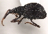  (Coelocephalapion germanum - CNC COLEO 00160938)  @11 [ ] CreativeCommons - Attribution (2013) CBG Photography Group Centre for Biodiversity Genomics