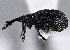 (Ischnopterapion loti - CNC COLEO 00160976)  @14 [ ] CreativeCommons - Attribution (2013) CBG Photography Group Centre for Biodiversity Genomics