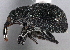  (Eutrichapion cavifrons - CNC COLEO 00161266)  @14 [ ] CreativeCommons - Attribution (2013) CNC/CBG Photography Group Centre for Biodiversity Genomics