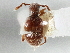  (Arthmius globicollis - CNC COLEO 00162778)  @11 [ ] CreativeCommons - Attribution (2013) CBG Photography Group Centre for Biodiversity Genomics