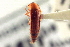  (Ischnosoma virginicum - CNC COLEO 00250258)  @13 [ ] CreativeCommons - Attribution (2014) CBG Photography Group Centre for Biodiversity Genomics