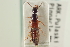  (Belonuchus rufipennis - CNC COLEO 00251220)  @11 [ ] CreativeCommons - Attribution (2014) CBG Photography Group Centre for Biodiversity Genomics