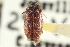  (Megatoma pubescens - CNC COLEO 00252038)  @14 [ ] CreativeCommons - Attribution (2014) CBG Photography Group Centre for Biodiversity Genomics