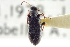  (Anthicus nigritus - CNC COLEO 00252283)  @14 [ ] CreativeCommons - Attribution (2014) CBG Photography Group Centre for Biodiversity Genomics