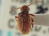  (Ptinus tectus - CNC COLEO 04-8334)  @11 [ ] CreativeCommons - Attribution (2014) CBG Photography Group Centre for Biodiversity Genomics