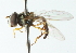  ( - CNC DIPTERA 102930)  @12 [ ] CreativeCommons - Attribution (2011) CNC/CBG Photography Group Centre for Biodiversity Genomics