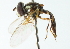  ( - CNC DIPTERA 102932)  @11 [ ] CreativeCommons - Attribution (2011) CNC/CBG Photography Group Centre for Biodiversity Genomics