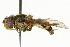  ( - CNC DIPTERA 101526)  @13 [ ] CreativeCommons - Attribution (2011) CNC/CBG Photography Group Centre for Biodiversity Genomics