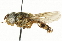  ( - CNC DIPTERA 101539)  @15 [ ] CreativeCommons - Attribution (2011) CNC/CBG Photography Group Centre for Biodiversity Genomics