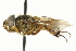  ( - CNC DIPTERA 101540)  @14 [ ] CreativeCommons - Attribution (2011) CNC/CBG Photography Group Centre for Biodiversity Genomics