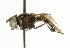  ( - CNC DIPTERA 101558)  @13 [ ] CreativeCommons - Attribution (2011) CNC/CBG Photography Group Centre for Biodiversity Genomics