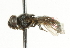  ( - CNC DIPTERA 101598)  @12 [ ] CreativeCommons - Attribution (2011) CNC/CBG Photography Group Centre for Biodiversity Genomics