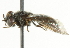  ( - CNC DIPTERA 101599)  @12 [ ] CreativeCommons - Attribution (2011) CNC/CBG Photography Group Centre for Biodiversity Genomics