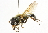  (Cheilosia pictipennis - CNC DIPTERA 101774)  @11 [ ] CreativeCommons - Attribution (2011) CNC/CBG Photography Group Centre for Biodiversity Genomics