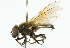  (Cheilosia praecox - CNC DIPTERA 101780)  @13 [ ] CreativeCommons - Attribution (2011) CNC/CBG Photography Group Centre for Biodiversity Genomics