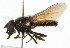  (Cheilosia melanura - CNC DIPTERA 101812)  @14 [ ] CreativeCommons - Attribution (2011) CNC/CBG Photography Group Centre for Biodiversity Genomics