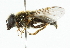  (Cheilosia caerulescens - CNC DIPTERA 101827)  @14 [ ] CreativeCommons - Attribution (2011) CNC/CBG Photography Group Centre for Biodiversity Genomics