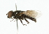  ( - CNC DIPTERA 101897)  @13 [ ] CreativeCommons - Attribution (2011) CNC/CBG Photography Group Centre for Biodiversity Genomics