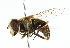  ( - CNC DIPTERA 102377)  @11 [ ] CreativeCommons - Attribution (2011) CNC/CBG Photography Group Centre for Biodiversity Genomics