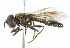  ( - CNC DIPTERA 102467)  @14 [ ] CreativeCommons - Attribution (2011) CNC/CBG Photography Group Centre for Biodiversity Genomics