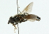  ( - CNC DIPTERA 102508)  @11 [ ] CreativeCommons - Attribution (2011) CNC/CBG Photography Group Centre for Biodiversity Genomics