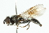  (Pipiza notata - CNC DIPTERA 102515)  @14 [ ] CreativeCommons - Attribution (2011) CNC/CBG Photography Group Centre for Biodiversity Genomics