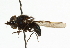  ( - CNC DIPTERA 102564)  @12 [ ] CreativeCommons - Attribution (2011) CNC/CBG Photography Group Centre for Biodiversity Genomics