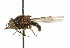  ( - CNC DIPTERA 102570)  @13 [ ] CreativeCommons - Attribution (2011) CNC/CBG Photography Group Centre for Biodiversity Genomics