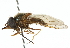  ( - CNC DIPTERA 102585)  @13 [ ] CreativeCommons - Attribution (2011) CNC/CBG Photography Group Centre for Biodiversity Genomics