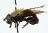  ( - CNC DIPTERA 102600)  @11 [ ] CreativeCommons - Attribution (2011) CNC/CBG Photography Group Centre for Biodiversity Genomics