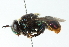  ( - CNC DIPTERA 102739)  @13 [ ] CreativeCommons - Attribution (2011) CNC/CBG Photography Group Centre for Biodiversity Genomics