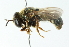  ( - CNC DIPTERA 102750)  @14 [ ] CreativeCommons - Attribution (2011) CNC/CBG Photography Group Centre for Biodiversity Genomics