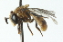  ( - CNC DIPTERA 102752)  @11 [ ] CreativeCommons - Attribution (2011) CNC/CBG Photography Group Centre for Biodiversity Genomics