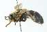  ( - CNC DIPTERA 102777)  @11 [ ] CreativeCommons - Attribution (2011) CNC/CBG Photography Group Centre for Biodiversity Genomics