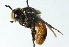  ( - CNC DIPTERA 102779)  @13 [ ] CreativeCommons - Attribution (2011) CNC/CBG Photography Group Centre for Biodiversity Genomics